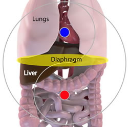 the tai chi diaphragm
