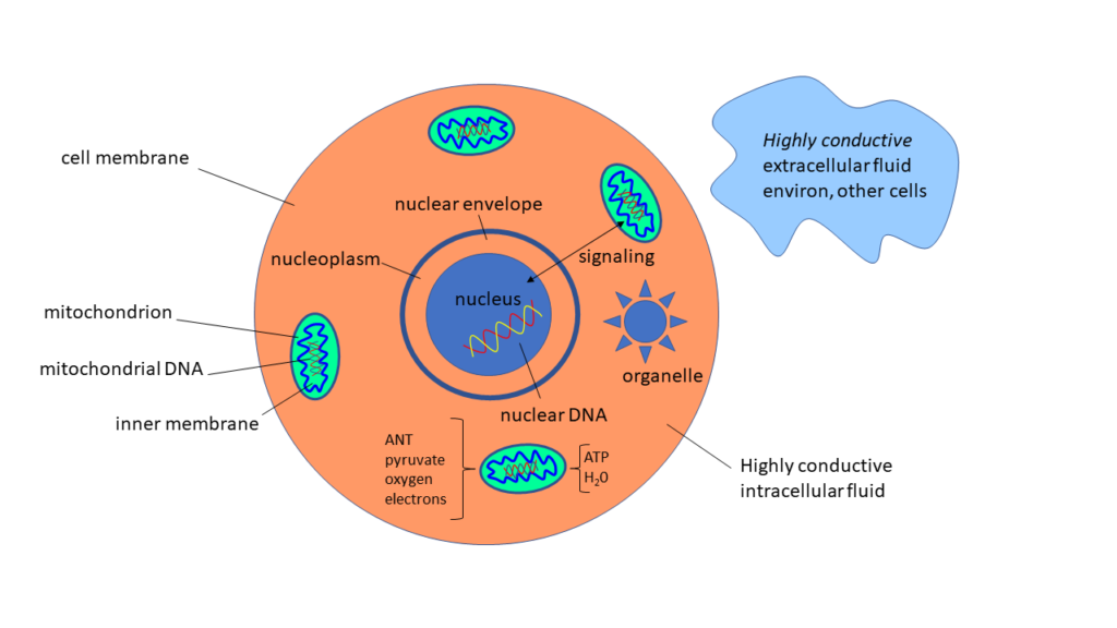 Figure 9: The eukaryotic cell and its attendant mitochondria