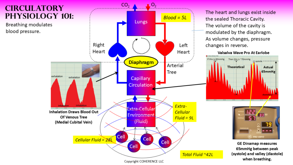 Figure 2: Breathing Modulates Blood Pressure