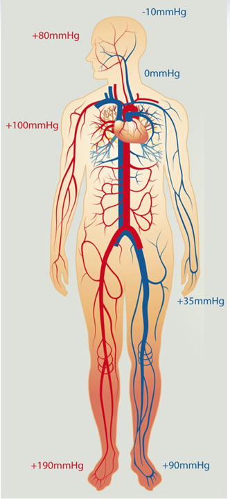 Figure 1: A Vague and Misleading Representation Of The Human Circulatory System